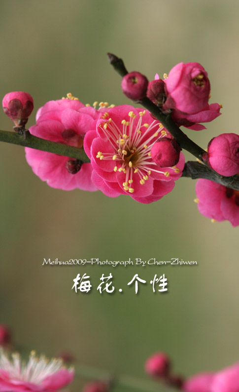 梅花的回忆