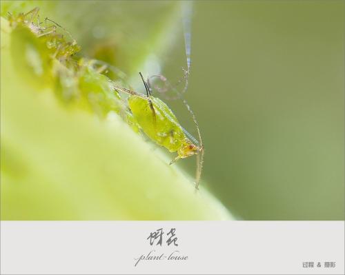 有趣的芽虫