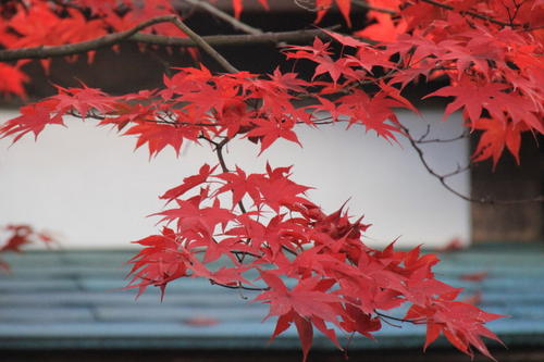 红枫树