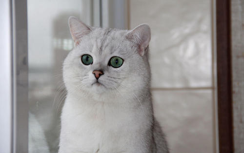 美国短毛猫