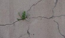 我爱阳台缝隙的小草