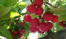 我家门口的樱桃树