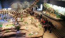 参观恐龙博物馆