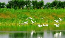 游杭州湾湿地公园