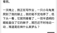 假如我是珍珠鸟作文