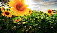 向日葵带给我的启示