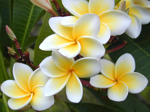 我爱素馨花学校