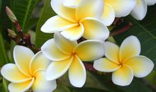 我爱学校的鸡蛋花