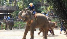 世界上最小的大象