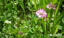 家乡春天的味道