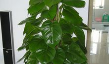 可爱的绿萝小姐