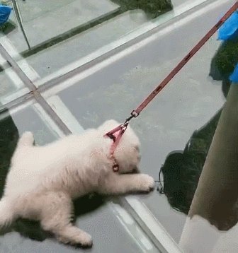 卡波的启示