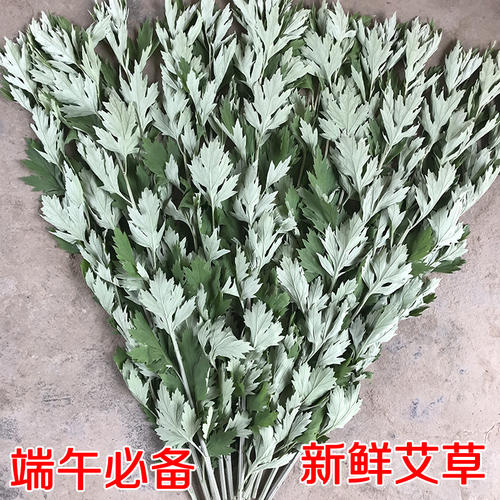 端午节艾草香