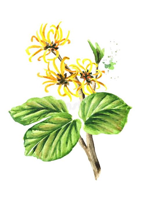 叶和花