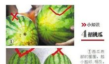 挑西瓜
