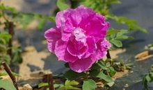 每一朵花都有绽放的机会