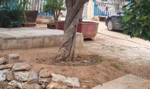 石榴树一直都在