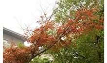 寻美踏一条幽径