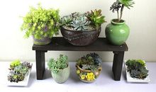 窗台上的多肉绿植