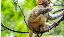 游海南猴岛
