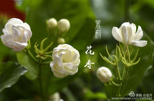 茉莉花香
