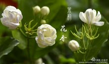 茉莉芬芳