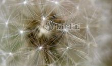 我是一朵蒲公英