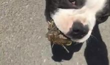 我家养了一只小狗