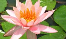 绽放的生命之花