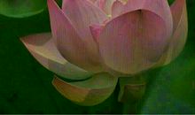 我向往的生命姿态