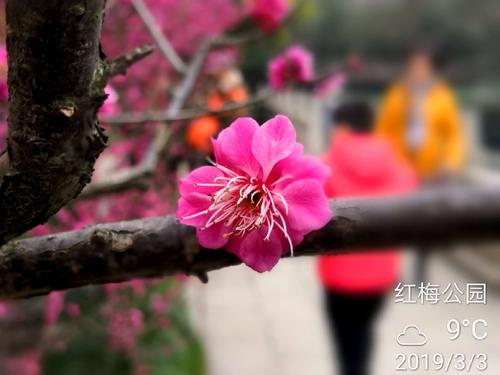 梅花鉴赏