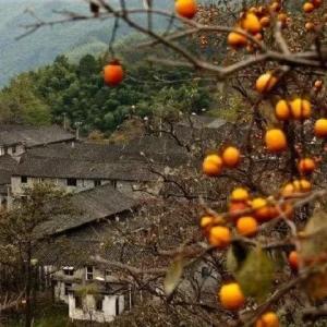 秋天的柿子林