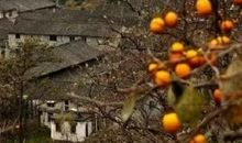 秋天里的那片柿林