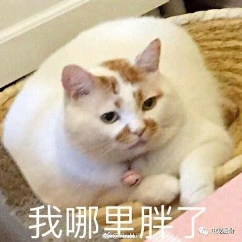 楼下的猫