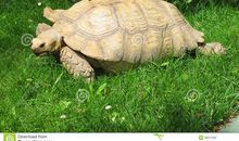 我心爱的动物乌龟