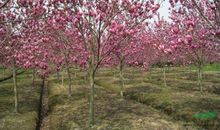 校园里的红玉兰