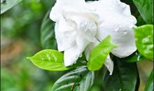 留在记忆里的栀子花