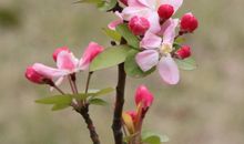 又到春花烂漫时