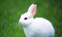 我的宠物小白兔