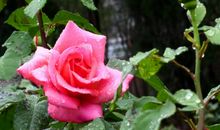 风雨中的野月季