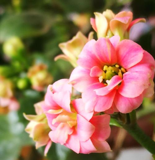长寿花在我家