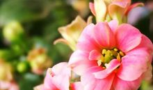 我家里的长寿花