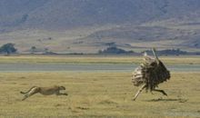 快与慢之猎豹与羚羊