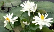 给生活补点清欢