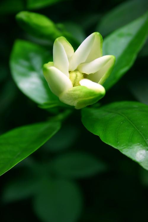 我爱garden子花