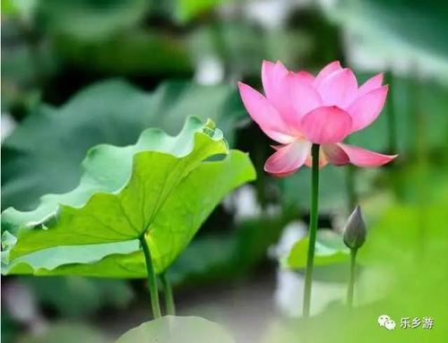 我爱美丽的莲花