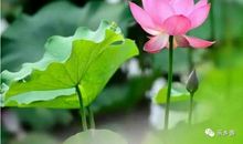 我爱美丽的荷花