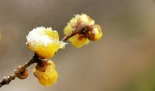 等待十年的绽放