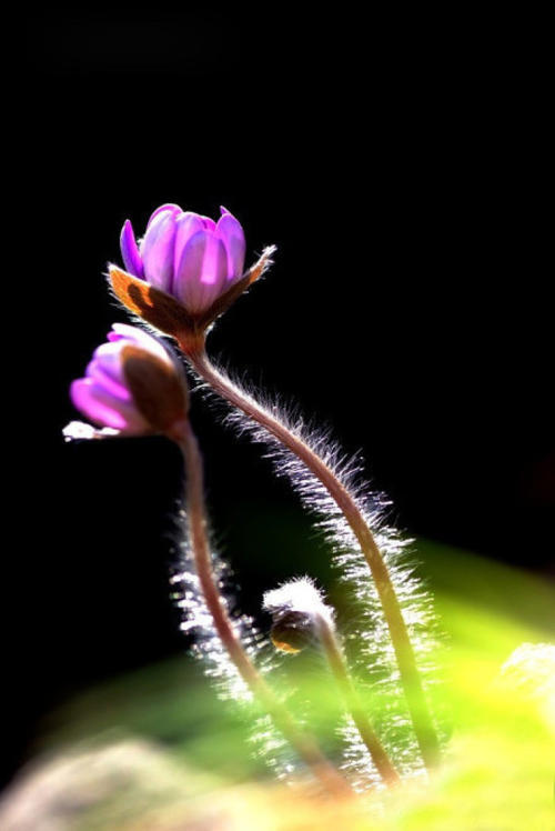 月光下的花影