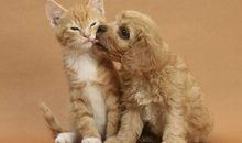 小猫和大狗改变了我